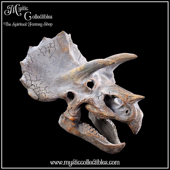 di-wa003-1-wall-decoration-triceratops-skull