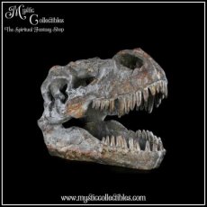 Beeld Tyrannosaurus Rex Skull (Dinosaurus - Dinosaurussen)