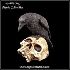 Beeld Ravens Remains (Raaf - Schedel - Skull - Raven - Schedels - Skulls)